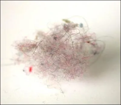 Si vous ne maniez pas le balai, vous serez envahi par troupeaux entiers !