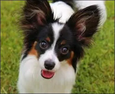 Je sais, c'est un chien mais on cherche un autre animal...