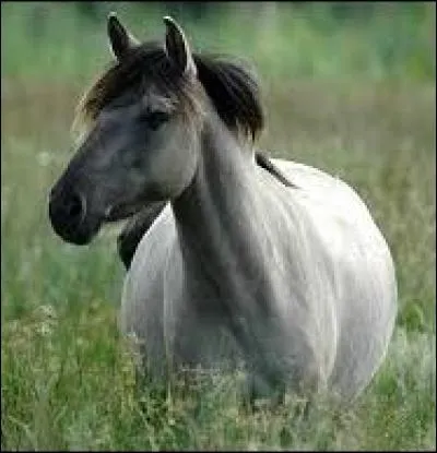 Quel animal ce bel équidé cache-t-il sous sa robe ?