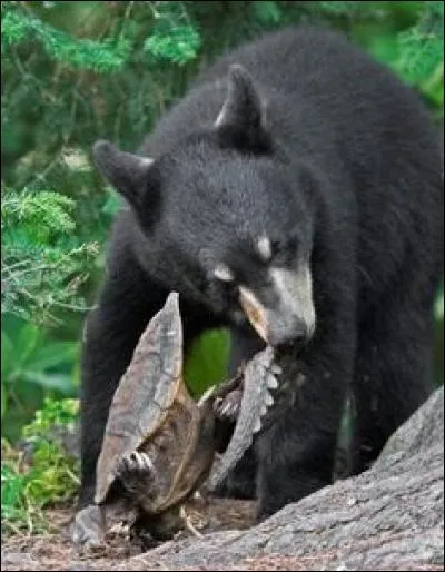 Quelle horreur ! Ça devait arriver ! Une amitié entre un ours et une tortue ne pouvait pas durer ! Qui a fini par dévorer l'autre ?