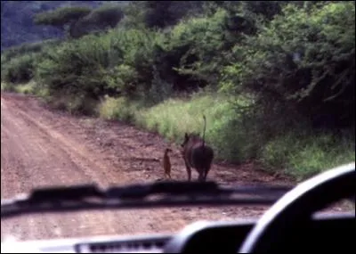 Mais c'est pas possible ! Ils existent vraiment alors ! ?
Ça me donne envie de chanter :