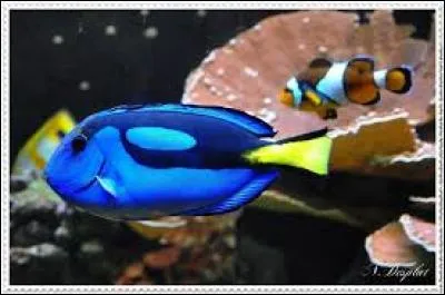 Quel est le problème du poisson chirurgien ?