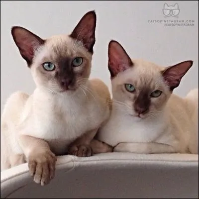 Ne vous fiez pas aux apparences, ces siamois font partie des méchants ! 
Dans quel Disney apparaissent-ils ?