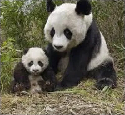 Quelle est la spécialité de la maman du petit panda ?