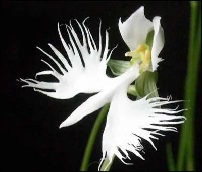 C'est une orchidée nommée « Habenaria radiata ». La forme de ses fleurs lui a valu d'autres noms. Ainsi, au Japon, elle s'appelle « Sagi-sou ». Que signifie « Sagi » ?