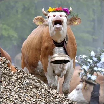 Quel est le cri de la vache ?