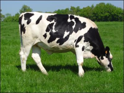 De quelle race est cette vache ?