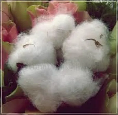 Et vous, qu'est-ce que vous préférez ?