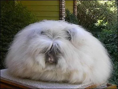 Donnez-moi le nom de cette boule de poil :