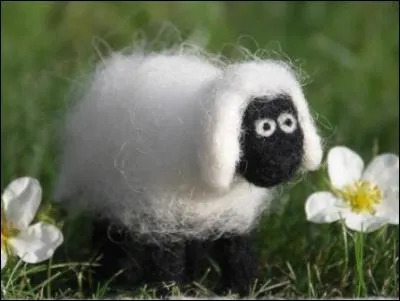 Pourquoi est-il conseillé de donner des chewing-gums à la menthe aux moutons ?