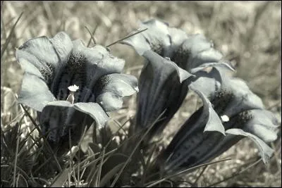 Quelle est la couleur de ces fleurs ?