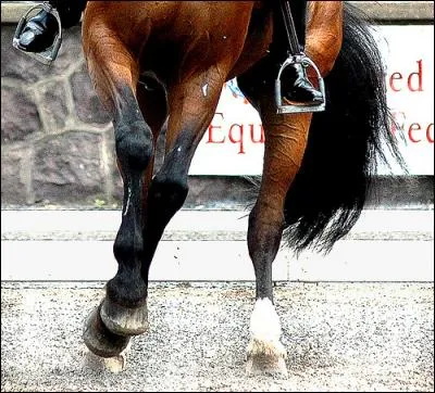 Comment appelle-t-on une trace blanche aux membres (aux jambes) ?