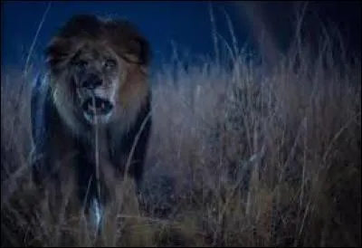 Combien de lions se sont échappés du zoo ?