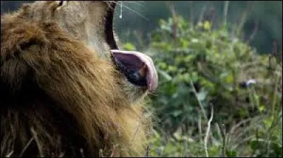 Quels sont les animaux dont le comportement change, après les lions ?