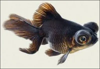 Quel est le petit nom de ce drôle de poisson aux yeux globuleux ?