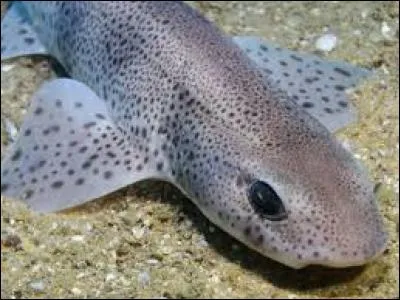 Qu'est-ce qu'une roussette quand on ne parle pas du petit requin ?