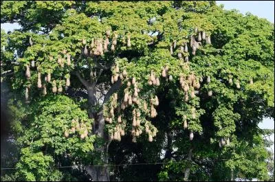 Ces oiseaux aux nids étranges vivent en colonies d'une trentaine de couples, en Amérique centrale. Comment les nomme-t-on ?
