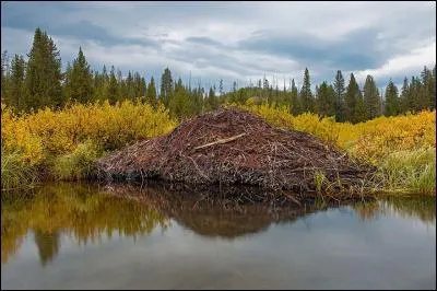 Il est vraiment castard, le castor avec ses barrages. Combien mesure le plus long répertorié à ce jour ?