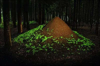 Il peut vous arriver de vous asseoir sur les convenances, mais je vous déconseille de le faire sur ce tas de brindilles qui est une fourmilière ! Quel est le genre de fourmis ?