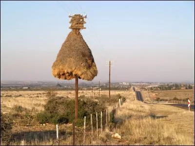 Ce ne sont pas des bottes de pailles, mais le nid d'un oiseau que l'on rencontre en Afrique australe. Comment s'appelle-t-il ?