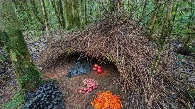 On dirait un vide-grenier pour oiseaux... Mais c'est presque ça, car cet abri garni de baies sert à attirer les femelles. Qui s'ingénie à le construire ?