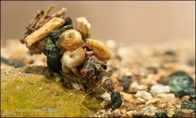Cette larve de trichoptère se colle des petits cailloux, des coquilles et des morceaux d'écorces sur la peau pour se protéger des prédateurs. Quel nom lui donne-t-on ?
