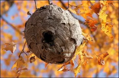 Savez-vous de quoi sont fait les nids de guêpes ?