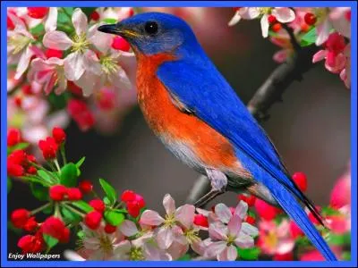 Combien de doigts un oiseau a-t-il sur une patte ?