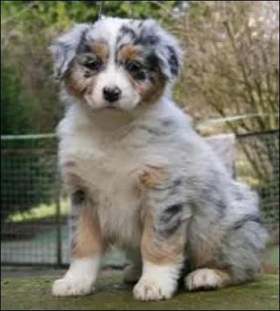 Quel est ce chien ? (C'est mon préféré ! )