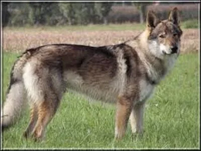 Quel est ce chien ressemblant à un loup ?