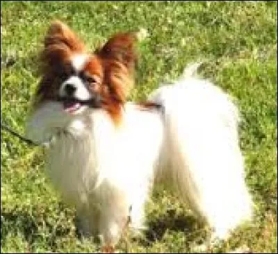 Quel est ce chien plutôt petit ?