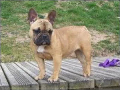 Quel est ce petit chien ?