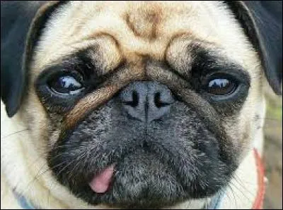 Quel est ce chien, aux yeux globuleux ?