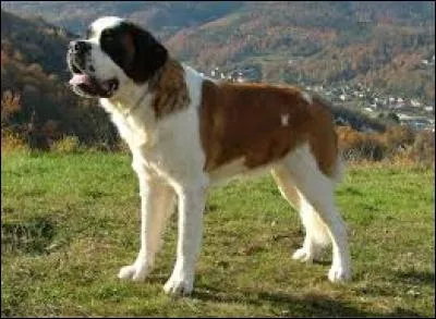 Quel est ce chien "baveur" ?