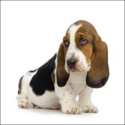 Quel est ce chien que certains nomment "Télé Z" ?