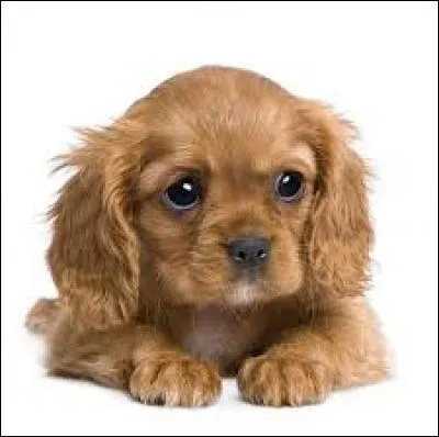 Quel est ce chien jouant dans "Boule et Bill" ?