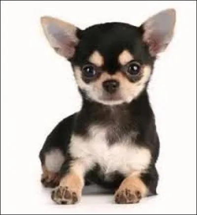 Quel est ce chien tout minuscule ?
