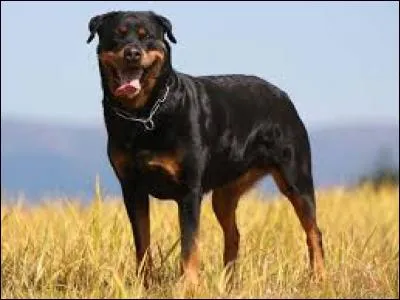 Quel est ce chien très costaud ?