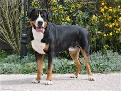 Quel est ce chien plutôt joli ?