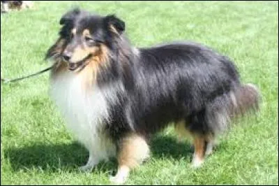 Quel est ce chien aux poils très longs ?