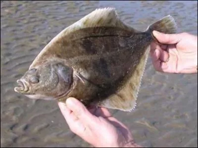 Créature écailleuse marine !