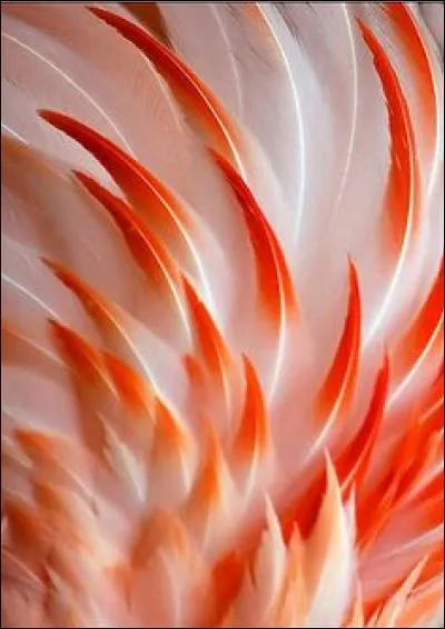 Perché sur de longues pattes fines et élancées - D'un danseur il a l'air gracile élégant et racé !