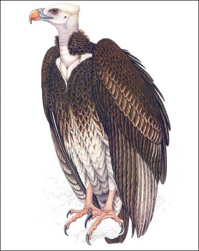 Que représente la femelle vautour ?