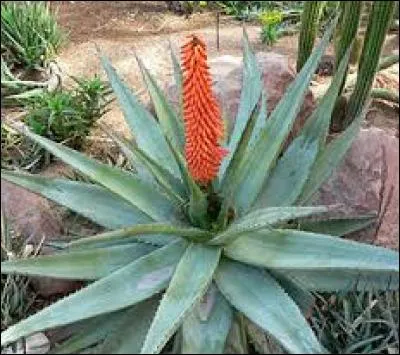 Quelle est cette fleur ?