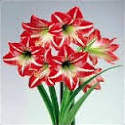 Quelles sont ces fleurs ?