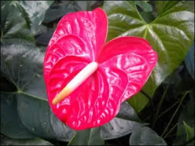 Quelle est cette fleur avec une forme particulière ?