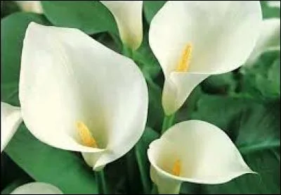 Quelle est cette fleur avec une forme particulière ?