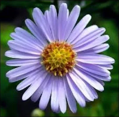 Quelle est cette fleur ?