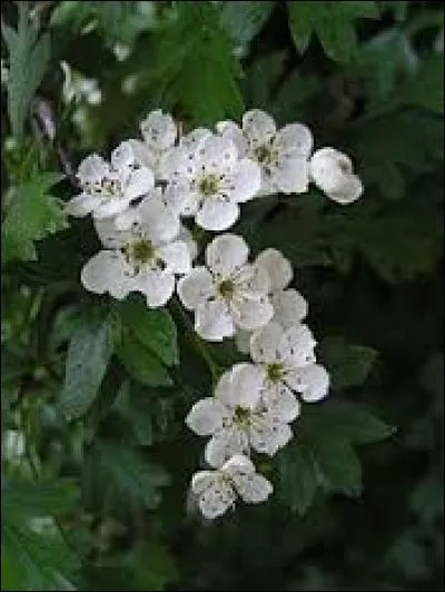 Quelle est cette fleur vivant dans les lieux tropicaux ?