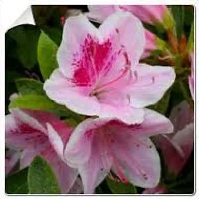 Quelle est cette fleur ?